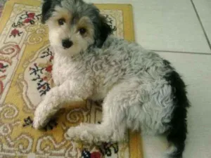 Cachorro raça Viralata idade 6 ou mais anos nome Pity
