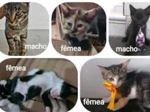 Gato raça Indefinida idade 2 a 6 meses nome Sem nomes
