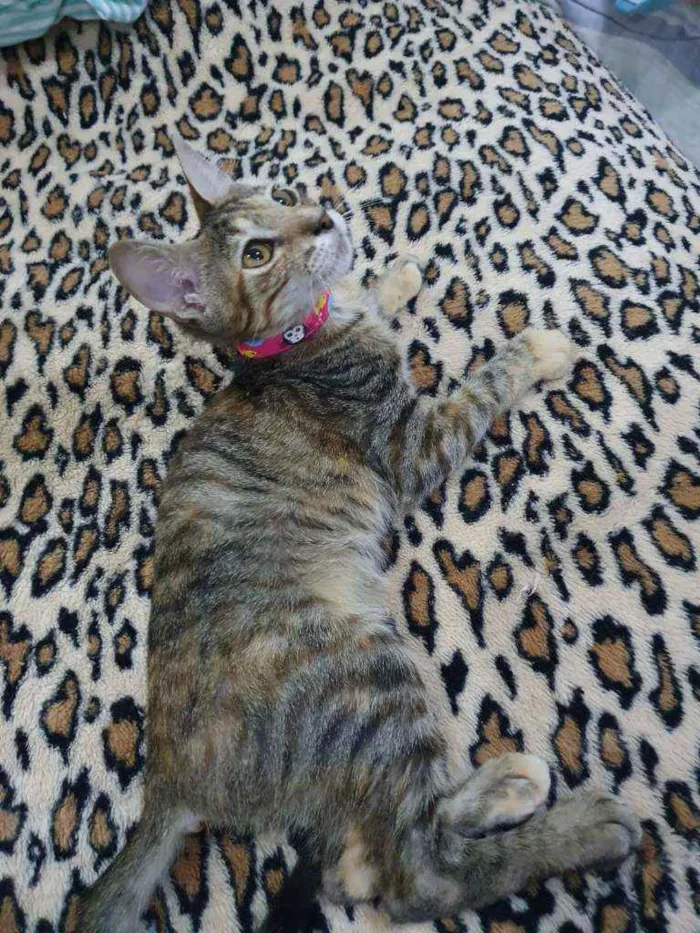 Gato ra a SRD idade 2 a 6 meses nome Rajadinha