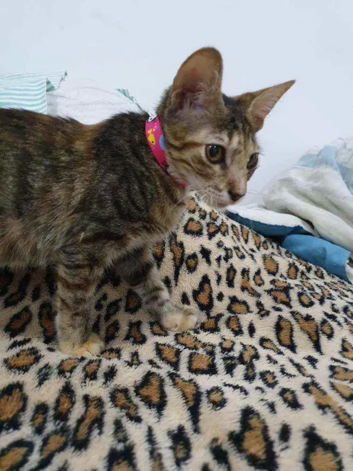 Gato ra a SRD idade 2 a 6 meses nome Rajadinha