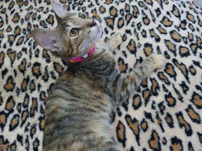 Gato ra a SRD idade 2 a 6 meses nome Rajadinha