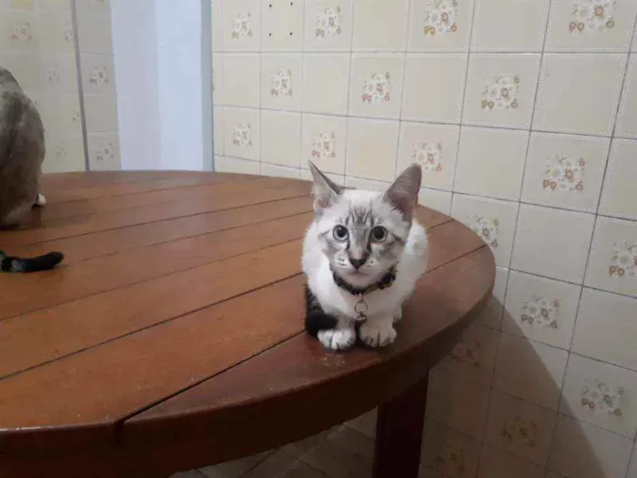 Gato ra a Indefinida idade 2 a 6 meses nome FLOQUINHO