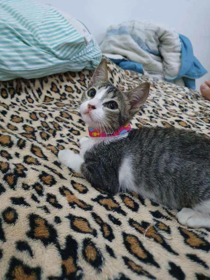 Gato raça SRD idade 2 a 6 meses nome Cinzinha