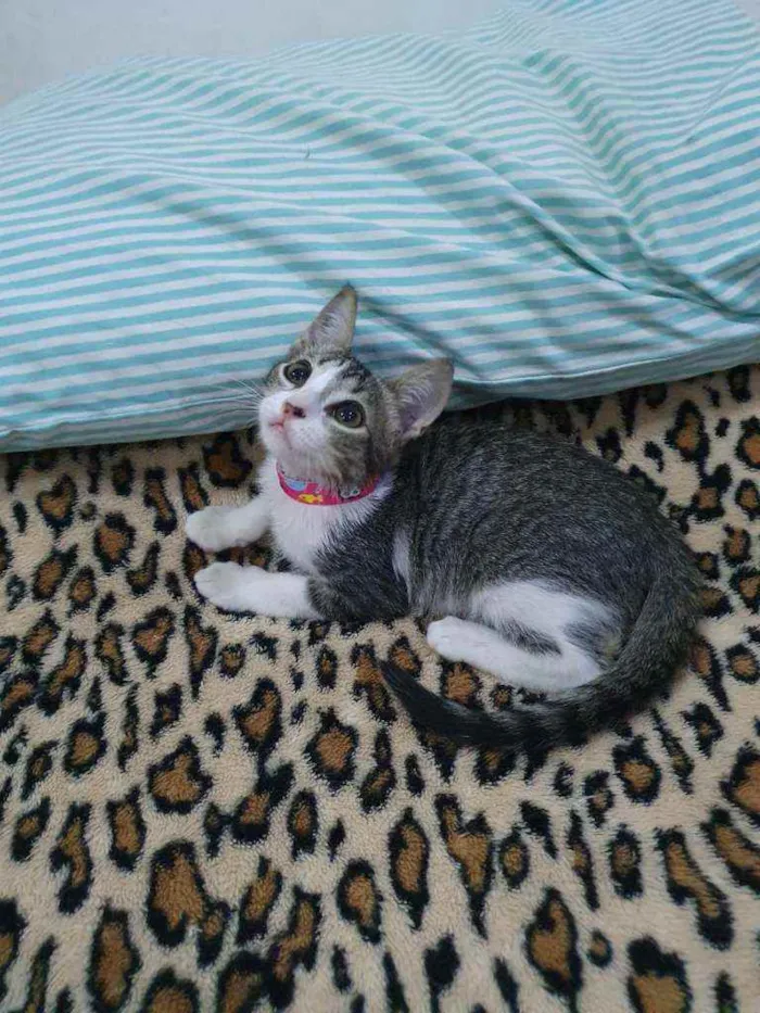 Gato raça SRD idade 2 a 6 meses nome Cinzinha