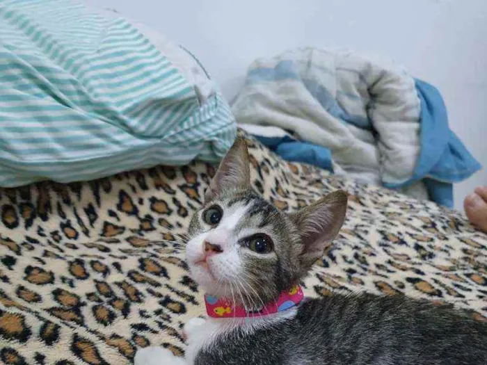 Gato raça SRD idade 2 a 6 meses nome Cinzinha