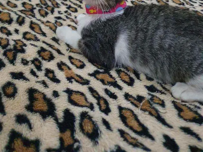 Gato raça SRD idade 2 a 6 meses nome Cinzinha
