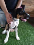 Cachorro raça Mix de beagle idade 2 a 6 meses nome Toddy