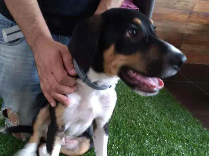 Cachorro raça Mix de beagle idade 2 a 6 meses nome Toddy