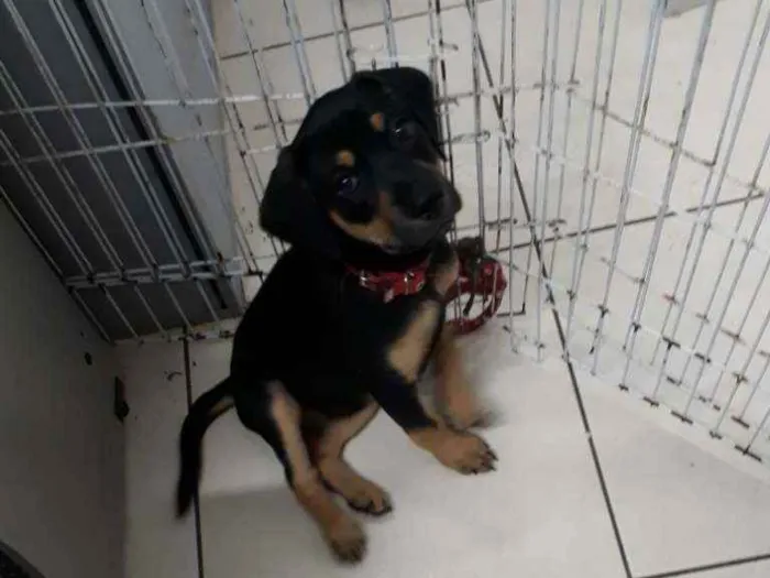 Cachorro raça SRD idade 2 a 6 meses nome Margôt