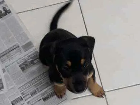 Cachorro raça SRD idade 2 a 6 meses nome Margôt