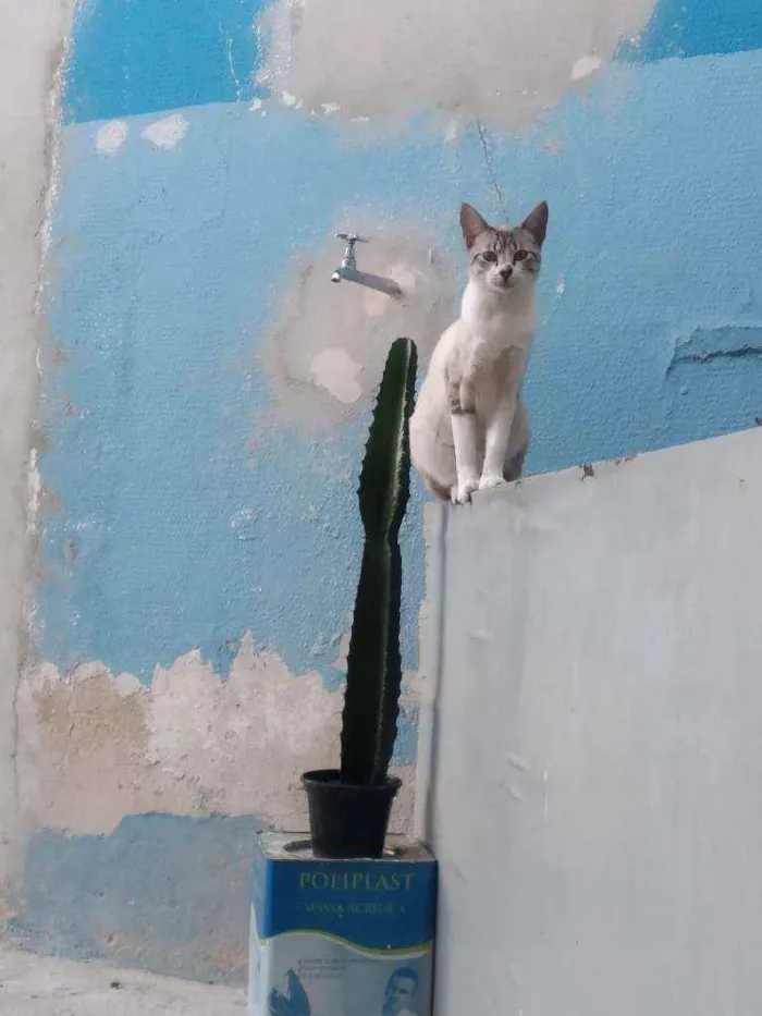 Gato ra a Indefinida idade 1 ano nome Meg e Fafá