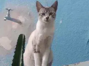 Gato raça Indefinida idade 1 ano nome Meg e Fafá