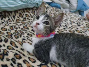 Gato raça SRD idade 2 a 6 meses nome Cinzinha