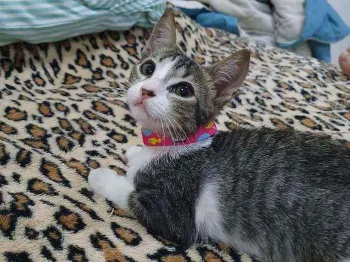 Gato raça SRD idade 2 a 6 meses nome Cinzinha