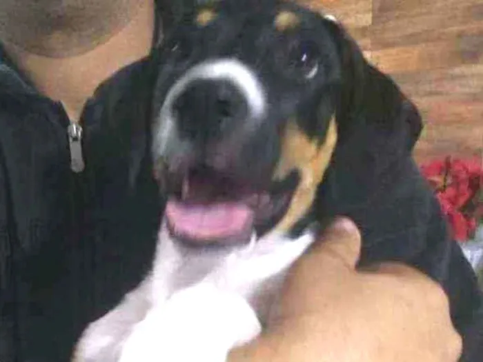Cachorro raça Mix de beagle idade 2 a 6 meses nome Toddy