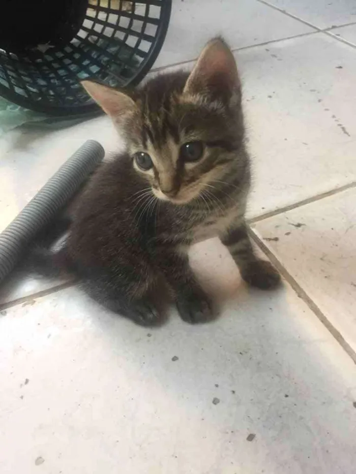 Gato ra a Siamês  idade Abaixo de 2 meses nome ...