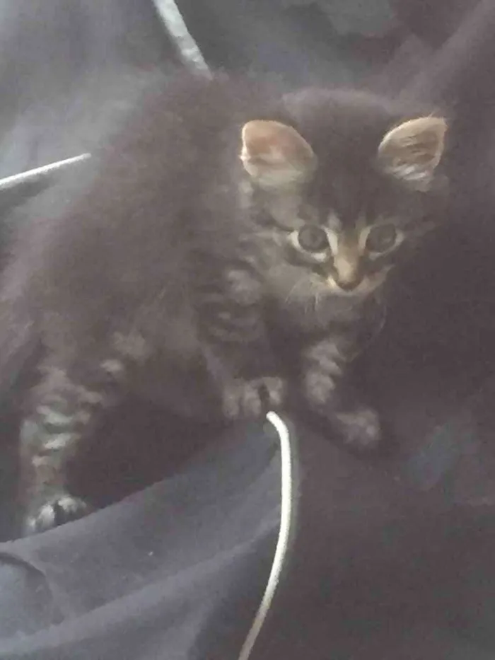 Gato ra a Siamês  idade Abaixo de 2 meses nome ...