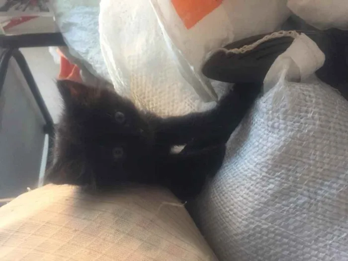 Gato ra a Siamês  idade Abaixo de 2 meses nome ...
