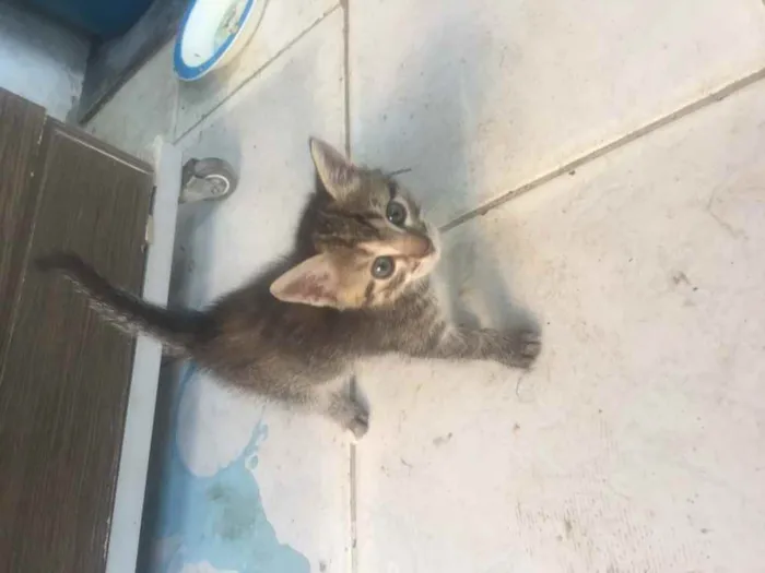 Gato ra a Siamês  idade Abaixo de 2 meses nome ...
