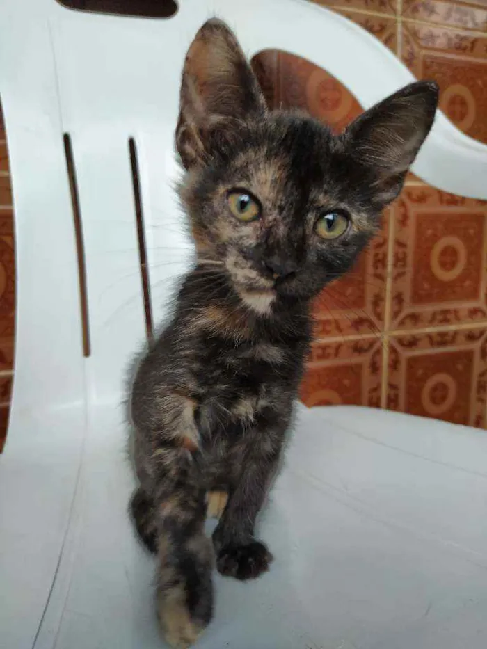 Gato raça Não sei idade 2 a 6 meses nome Otis, Eleven