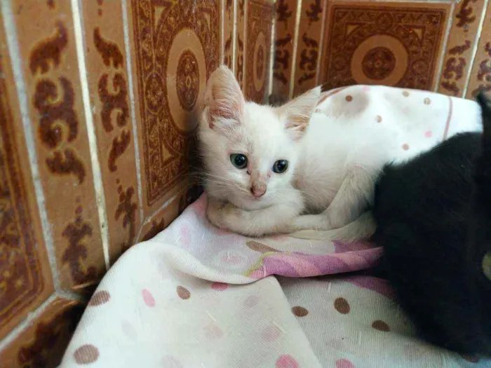 Gato raça Não sei idade 2 a 6 meses nome Otis, Eleven