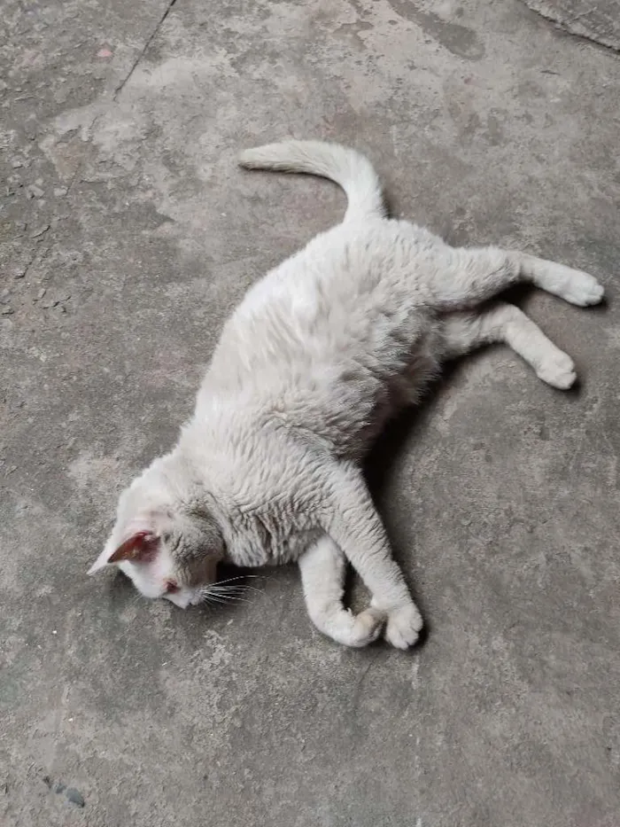 Gato ra a SRD-ViraLata idade 6 ou mais anos nome Blanco