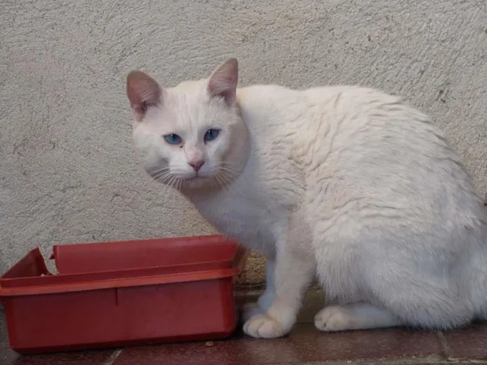 Gato ra a SRD-ViraLata idade 6 ou mais anos nome Blanco