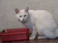 Blanco