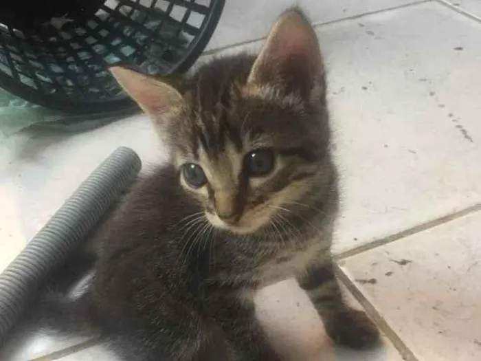 Gato ra a Siamês  idade Abaixo de 2 meses nome ...