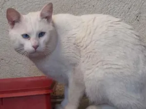 Gato raça SRD-ViraLata idade 6 ou mais anos nome Blanco