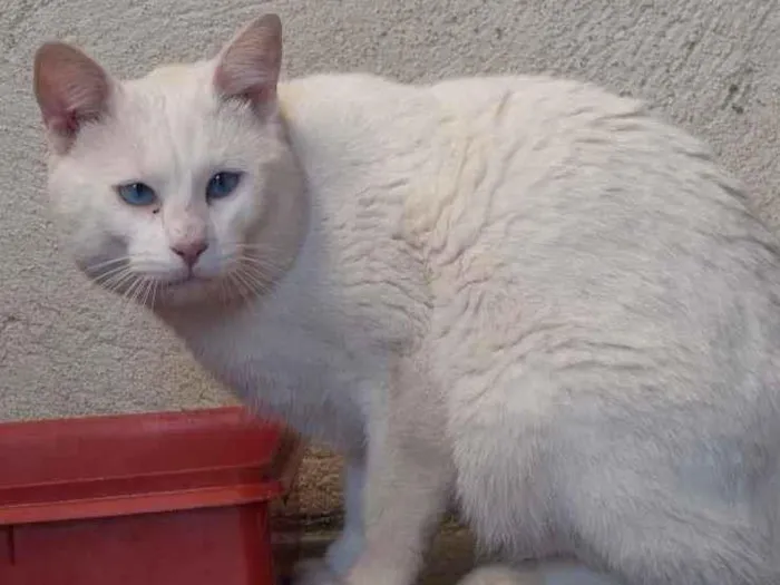 Gato ra a SRD-ViraLata idade 6 ou mais anos nome Blanco