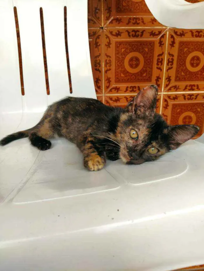 Gato raça Não sei idade 2 a 6 meses nome Otis, Eleven