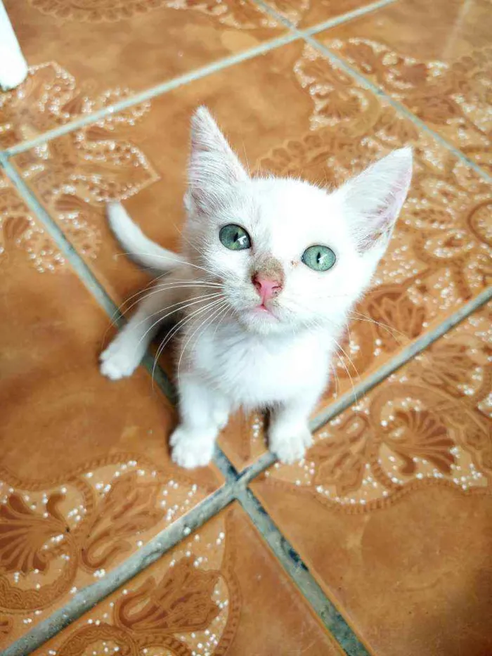 Gato raça Não sei idade 2 a 6 meses nome Otis, Eleven