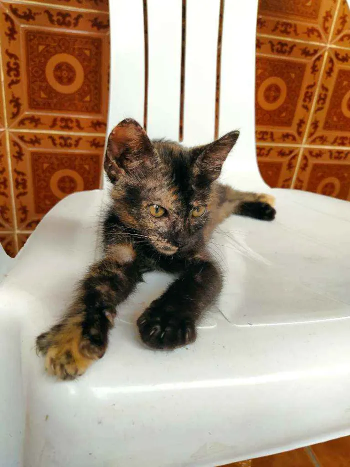 Gato raça Não sei idade 2 a 6 meses nome Otis, Eleven
