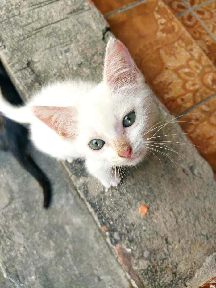 Gato raça Não sei idade 2 a 6 meses nome Otis, Eleven