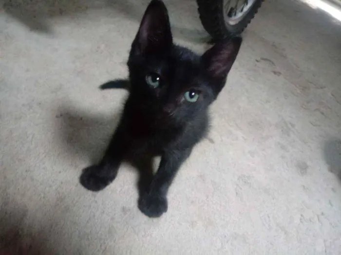 Gato raça Srd idade 2 a 6 meses nome Pelé