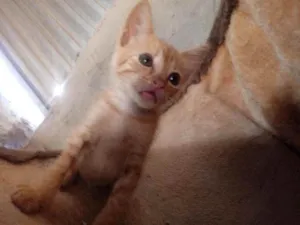 Gato raça Srd idade Abaixo de 2 meses nome Galeguinha