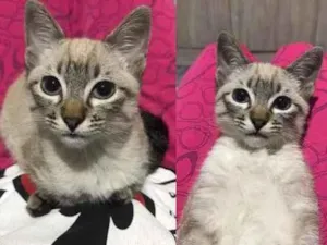 Gato raça Siamês  idade 2 a 6 meses nome Meg