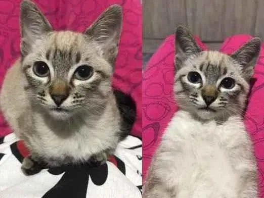 Gato ra a Siamês  idade 2 a 6 meses nome Meg
