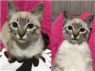 Gato raça Siamês  idade 2 a 6 meses nome Meg