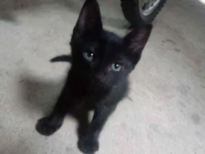 Gato raça Srd idade 2 a 6 meses nome Pelé