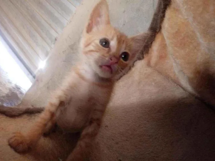 Gato raça Srd idade Abaixo de 2 meses nome Galeguinha
