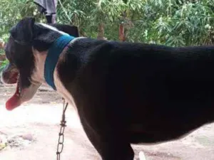 Cachorro raça Sem. Raça idade 1 ano nome Jheck