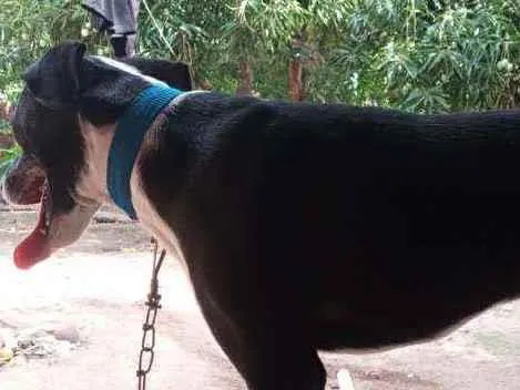 Cachorro ra a Sem. Raça idade 1 ano nome Jheck