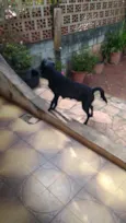 Preta