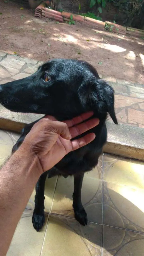 Cachorro ra a SRD-ViraLata idade 1 ano nome Preta
