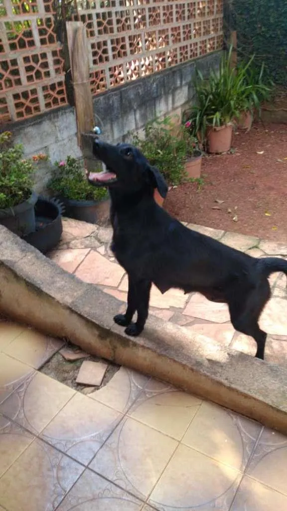 Cachorro ra a SRD-ViraLata idade 1 ano nome Preta