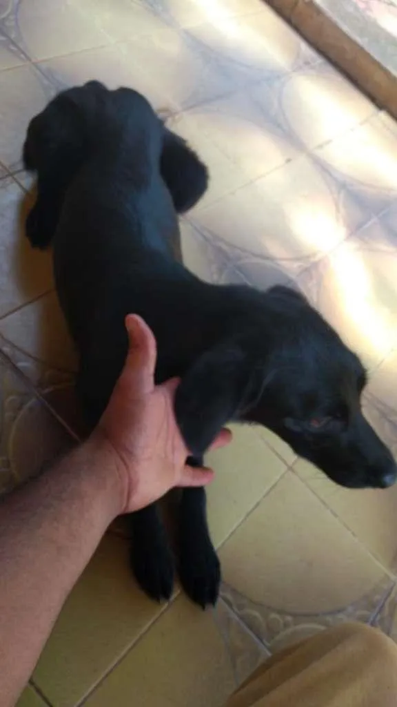 Cachorro ra a SRD-ViraLata idade 1 ano nome Preta