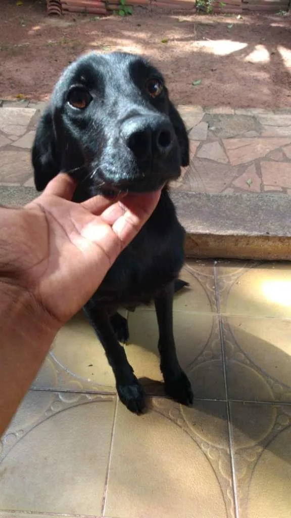 Cachorro ra a SRD-ViraLata idade 1 ano nome Preta