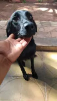 Preta
